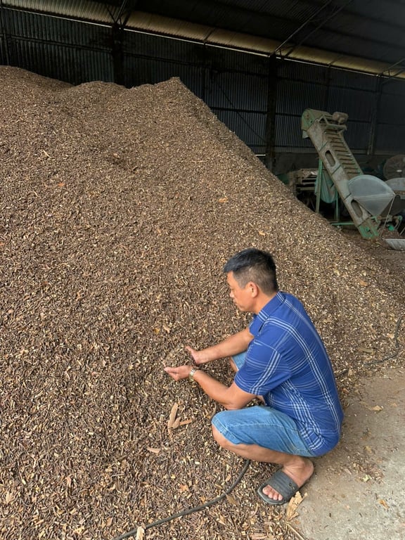 Cành quế tăm