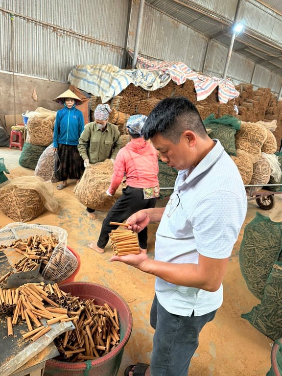 Quế Sáo