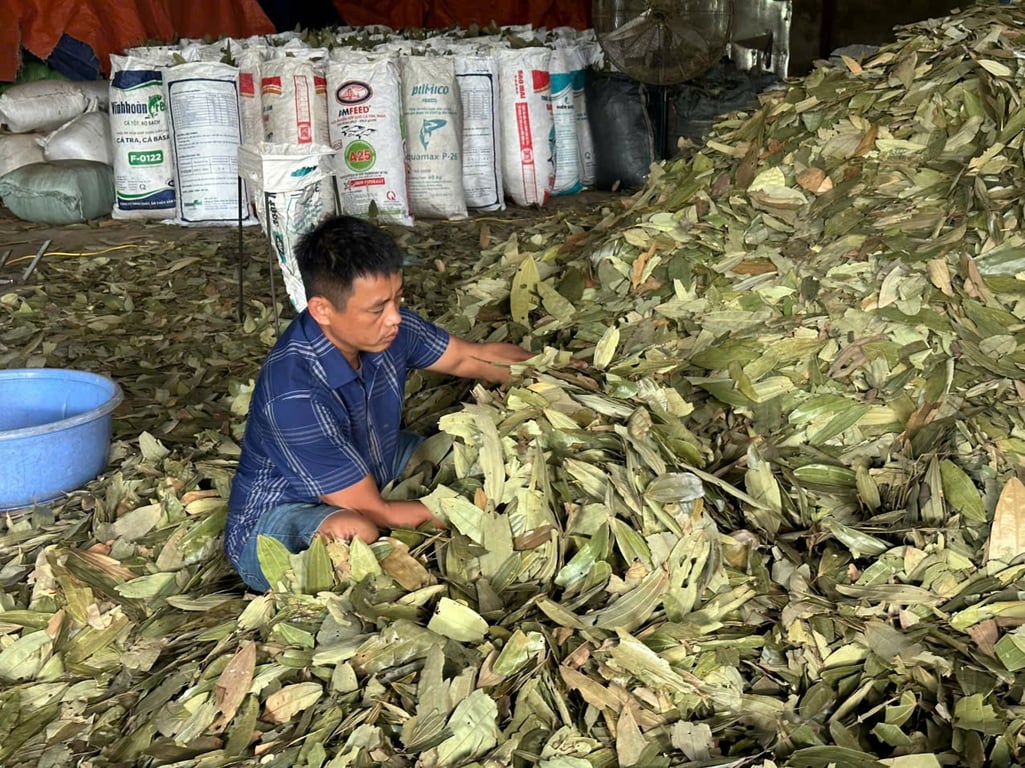 Lá quế