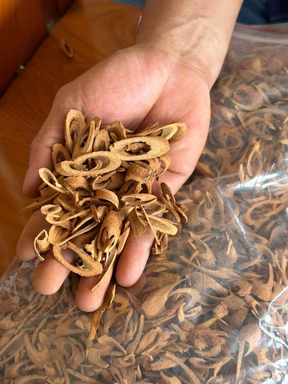 Cành quế tăm