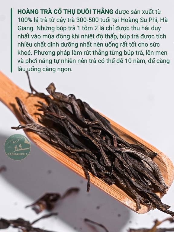 Hoàng Trà cổ thụ duỗi thẳng