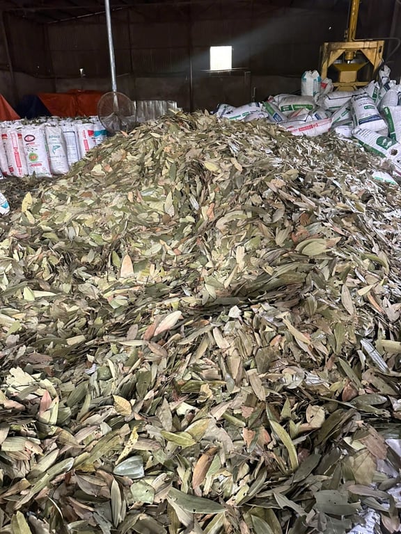 Lá quế