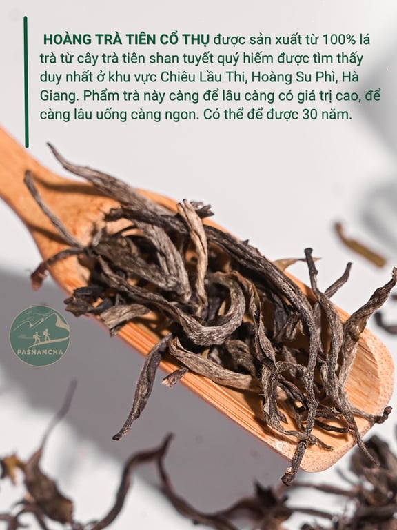 Hoàng trà tiên cổ thụ