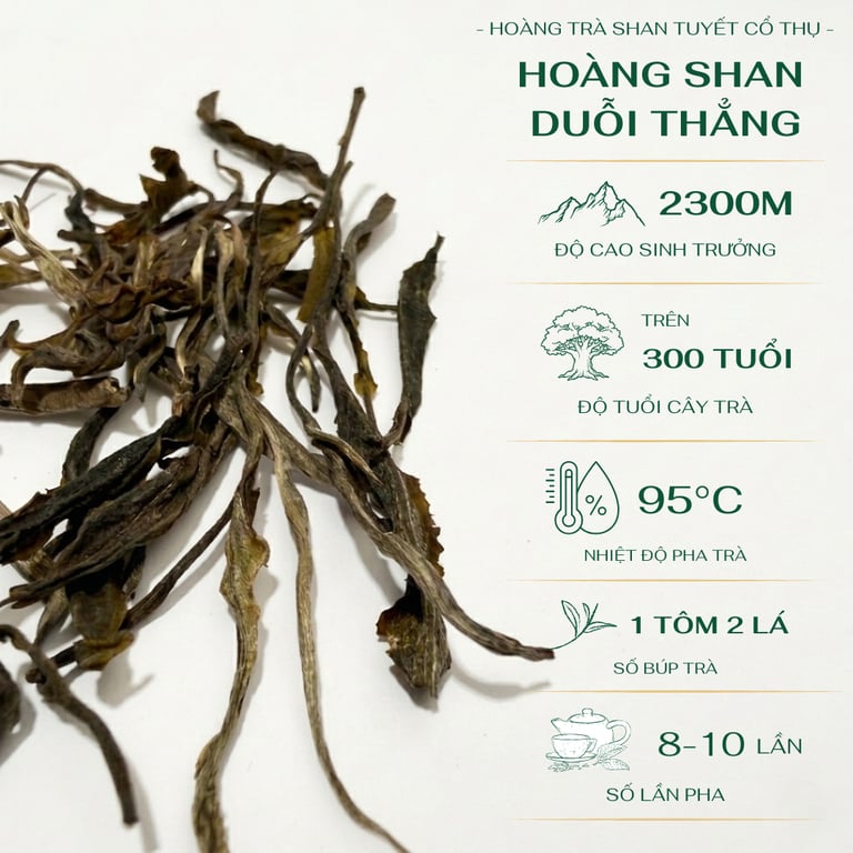 Hoàng Shan Duỗi Thẳng