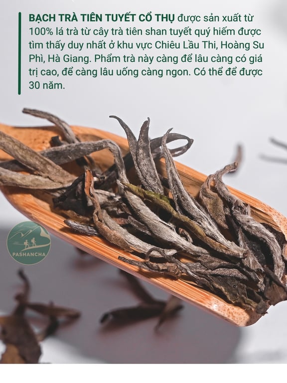 Bạch trà tiên tuyết cổ thụ