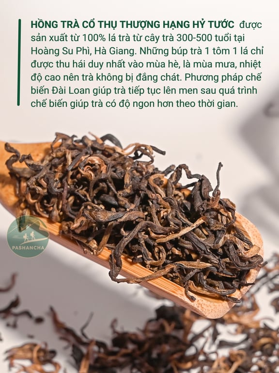 Hồng Trà cổ thụ hỷ tước