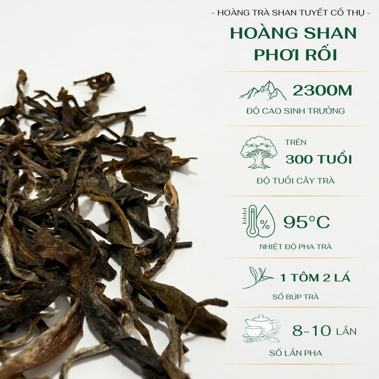 Hoàng Shan Phơi Rối