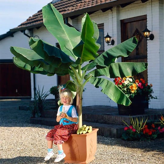 dwarf-cavendish-banana-tree-6-inchpot-indoor-outdoor-fruit-tree-grow-delicious-bananas-indoors-or-ou-1