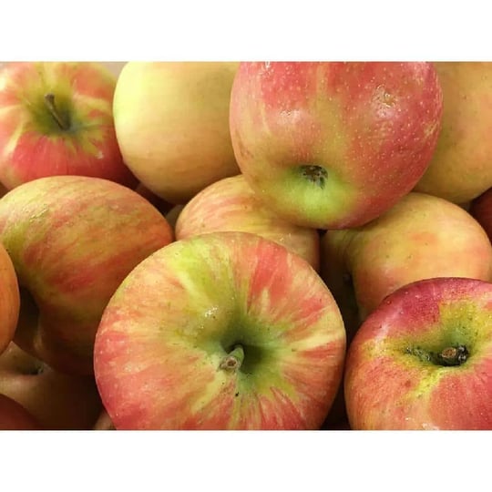 dwarf-honeycrisp-apple-tree-bare-root-1