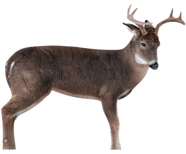 montana-decoy-the-freshman-whitetail-buck-decoy-1