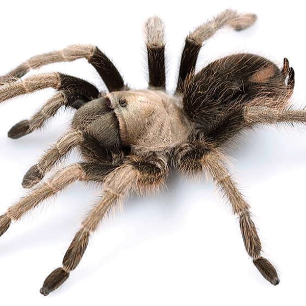 Aphonopelma eutylenum