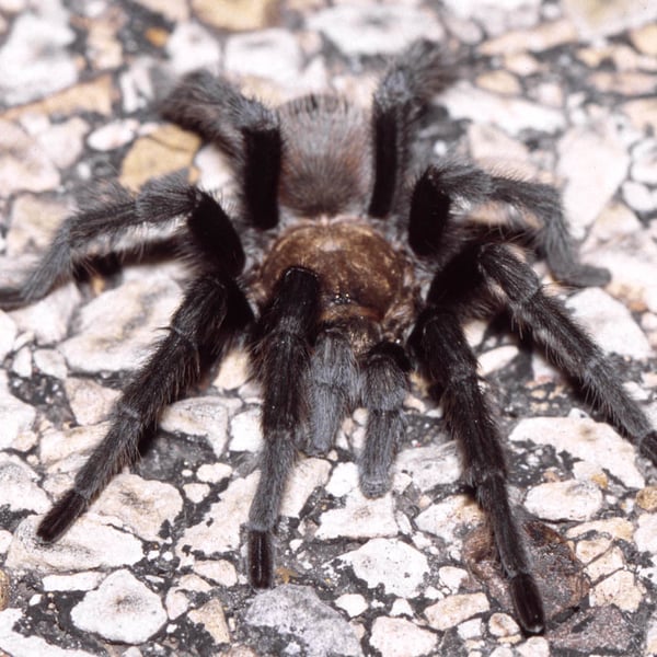 Aphonopelma hentzi