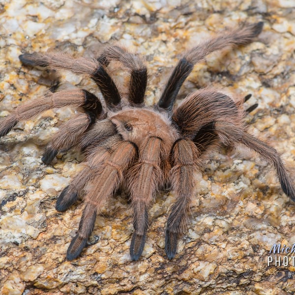 Aphonopelma chalcodes