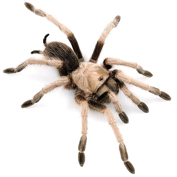 Aphonopelma iodius