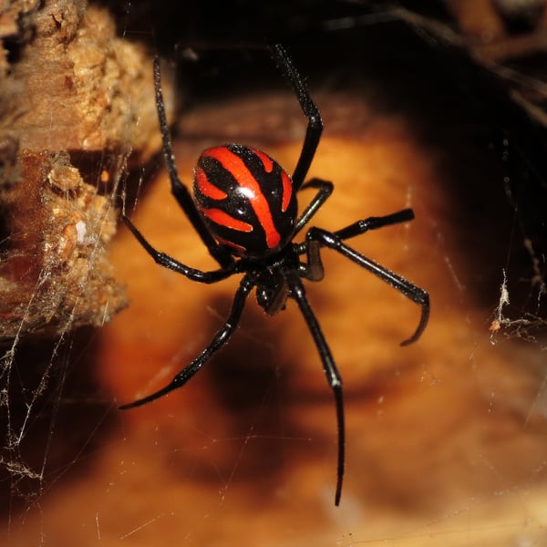 Latrodectus mactans