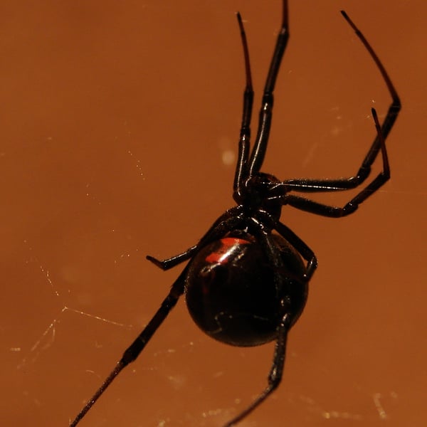 Latrodectus hesperus