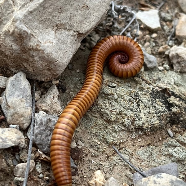 Orthoporus ornatus