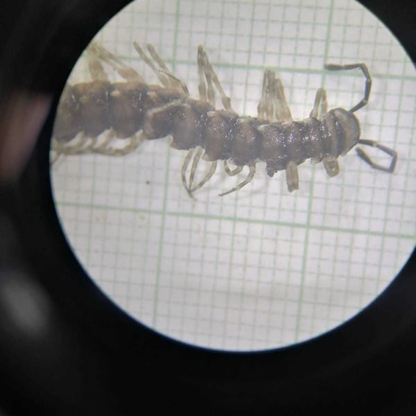 Polydesmidae