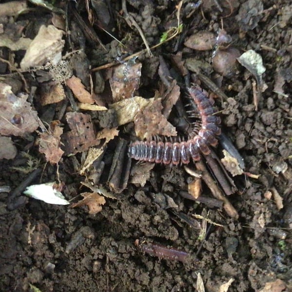 Pseudopolydesmus canadensis