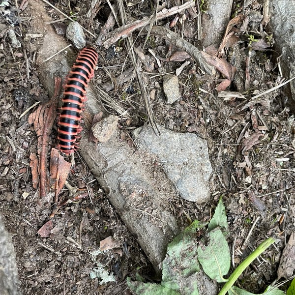 Cherokia georgiana