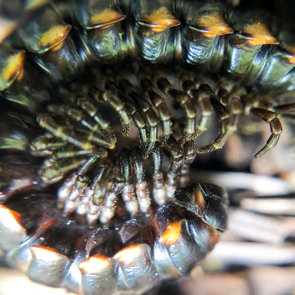Harpaphe haydeniana