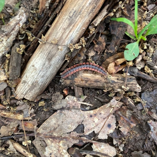 Euryurus leachii