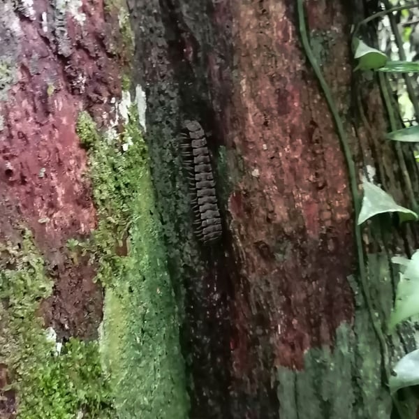 Nyssodesmus python