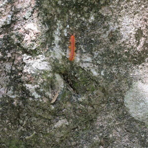 Rhachodesmidae