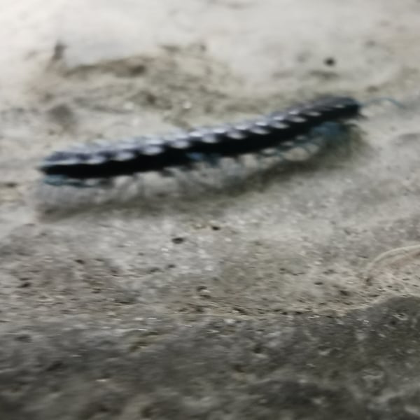 Pararhachistes potosinus