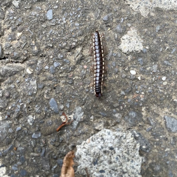 Asiomorpha coarctata