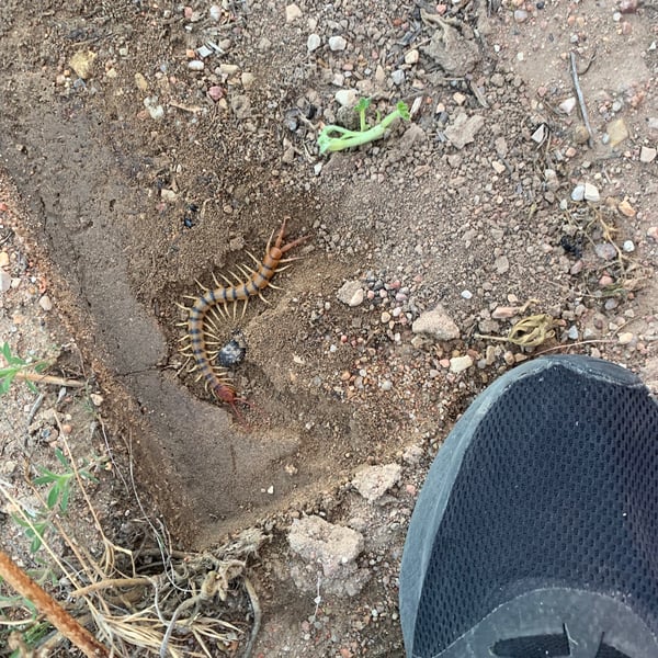 Chilopoda