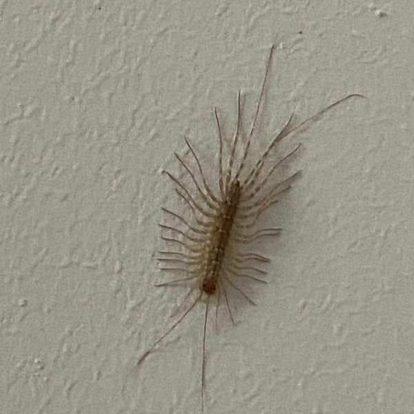 Scutigera coleoptrata