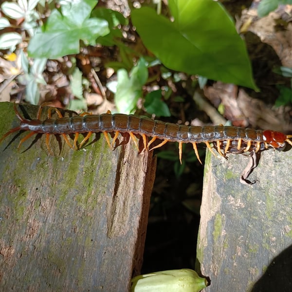 Scolopendra subspinipes