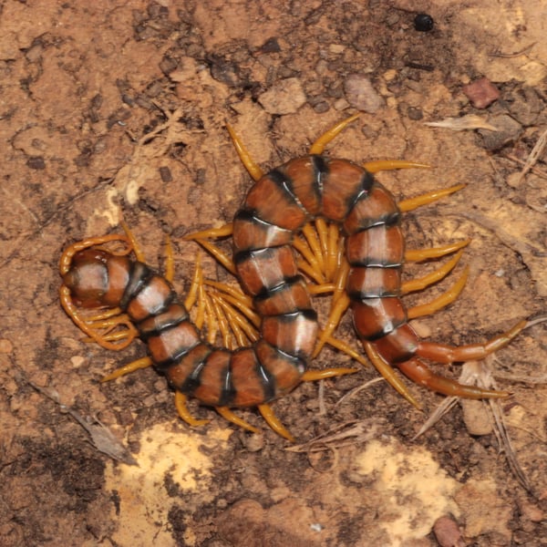 Scolopendra cingulata