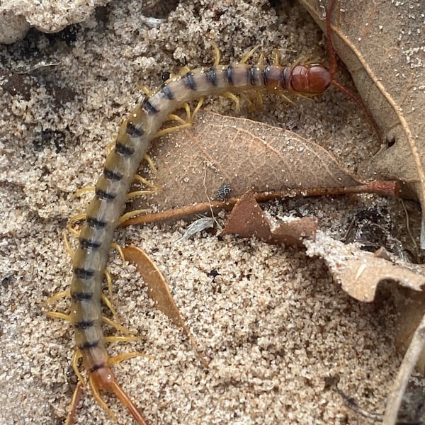 Scolopendra heros