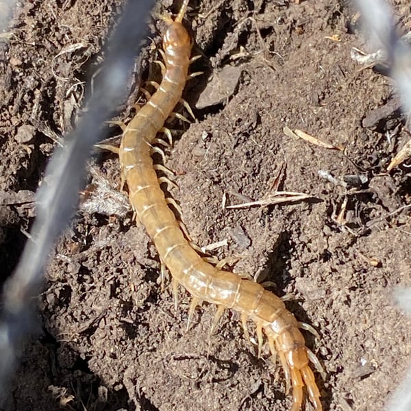 Scolopendra viridis