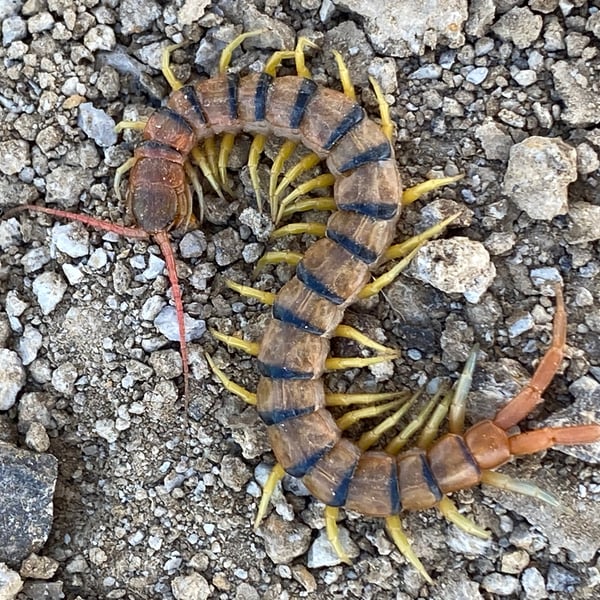 Scolopendra morsitans