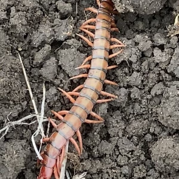 Cormocephalus aurantiipes