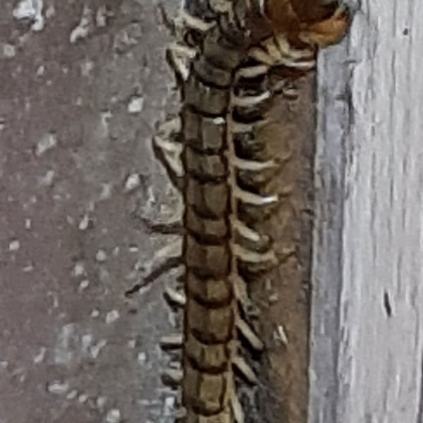 Hemiscolopendra marginata