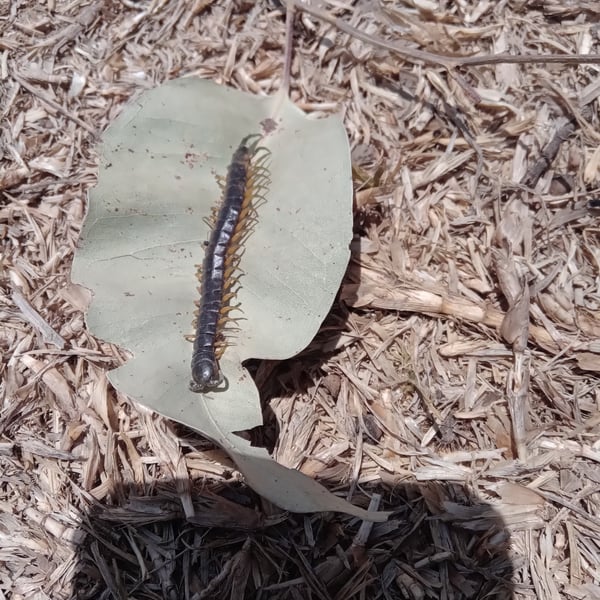 Rhysida longipes