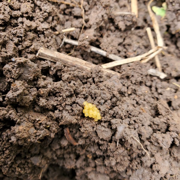 Scolopocryptops sexspinosus