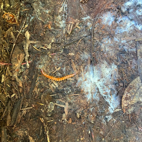 Scolopocryptops gracilis