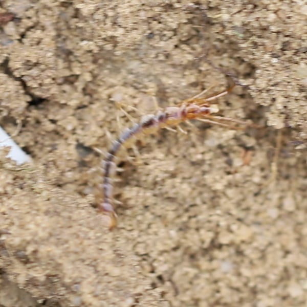 Lithobius