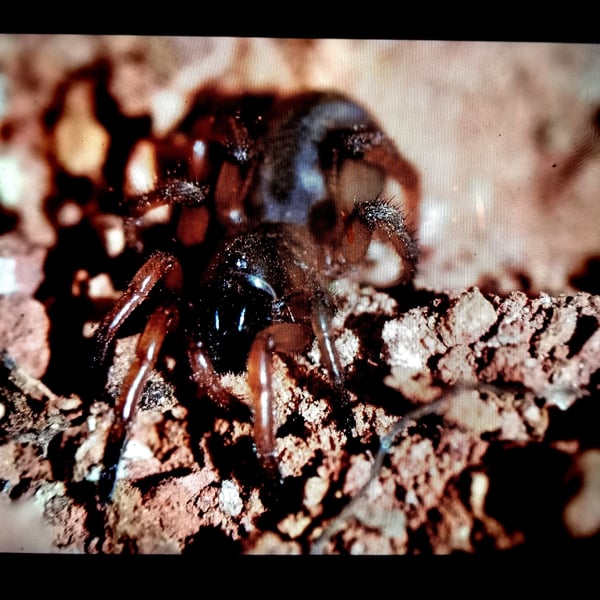 Nemesiidae