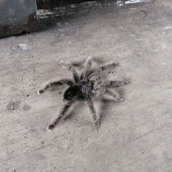 Avicularia