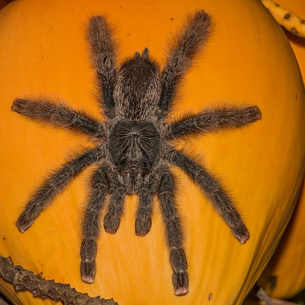 Avicularia avicularia