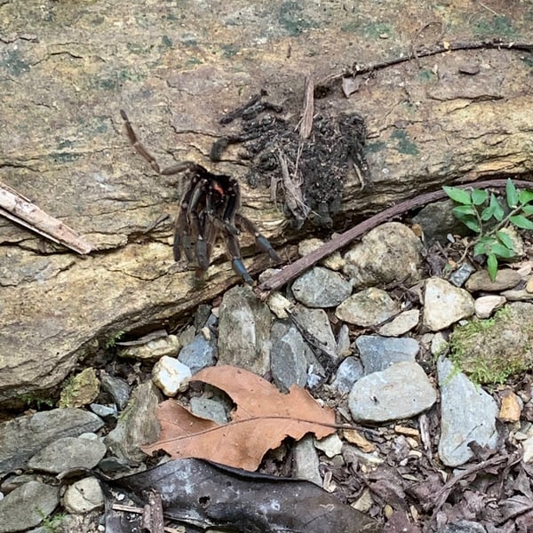 Psalmopoeus