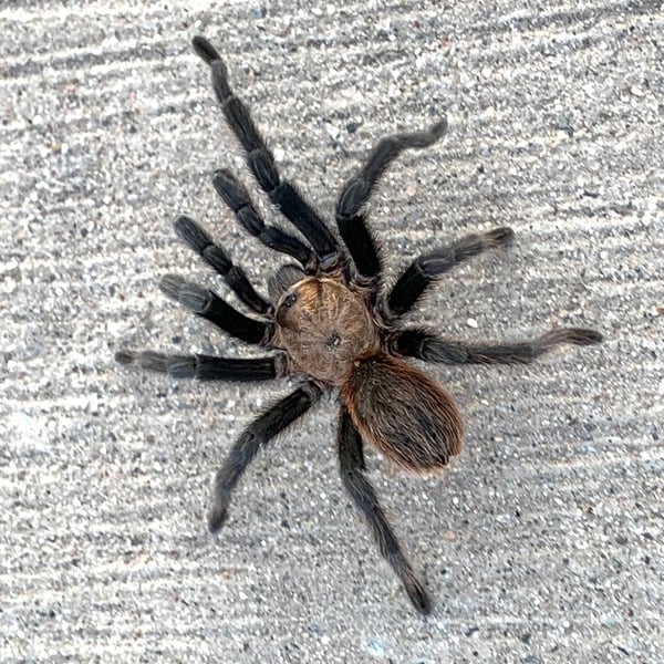 Aphonopelma