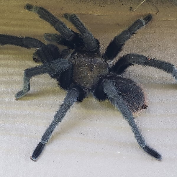 Aphonopelma anax