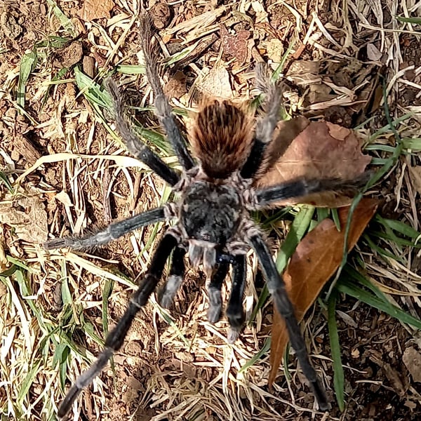 Aphonopelma anitahoffmannae